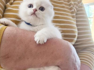 Scottish Fold Chinchilla Kitten Sandra - Scottish Fold - Gallery Photo #1