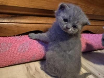 Diamond From Tutti Frutti Katsumi - British Shorthair - Gallery Photo #1