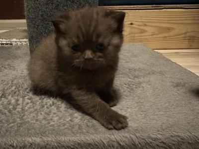 Django From Tutti Frutti Katsumi - British Shorthair - Gallery Photo #1