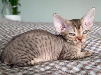 Tobby - Devon Rex - Gallery Photo #1