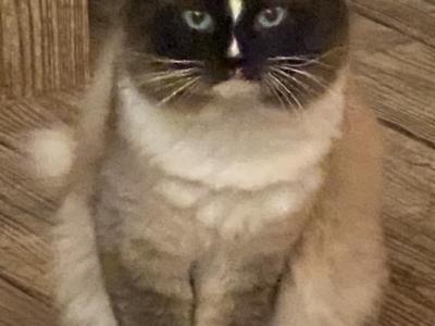 King Alvar - Ragdoll - Gallery Photo #1