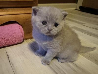 Durango From Tutti Frutti Katsumi - British Shorthair - Gallery Photo #1