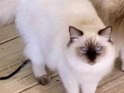 King Mr Cocoa Fluff - Ragdoll - Gallery Photo #1