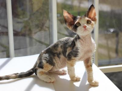 Calico - Devon Rex - Gallery Photo #1