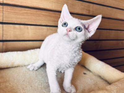 Snowflake - Devon Rex - Gallery Photo #1