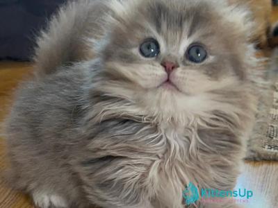 Marcus - Munchkin - Gallery Photo #1