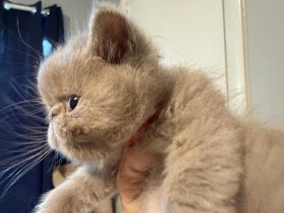 Exotic Lilac Shorthair Kitten - Exotic - Gallery Photo #1