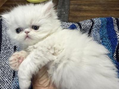 Persian White Kittens - Persian - Gallery Photo #1