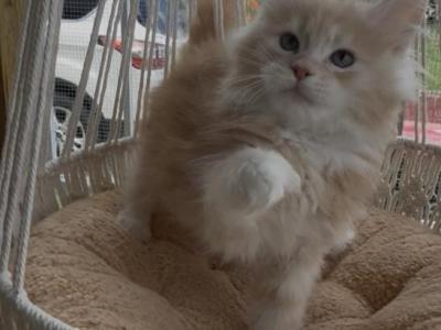 Elija - Maine Coon - Gallery Photo #1