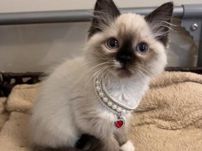 Mitted Seal Point Female - Ragdoll - Gallery Photo #1