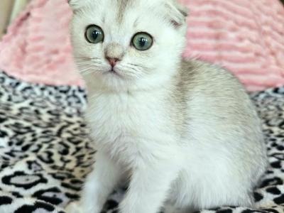 MiMi - Scottish Fold - Gallery Photo #1