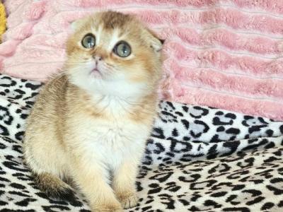 Pixie - Scottish Fold - Gallery Photo #1