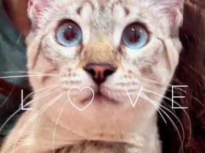 Navi Spring Litter Wait List - Bengal - Gallery Photo #1