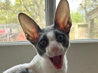 Male Cornish Rex - Cornish Rex - Gallery Photo #1