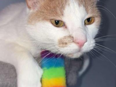 Beatriz - Turkish Van - Gallery Photo #1