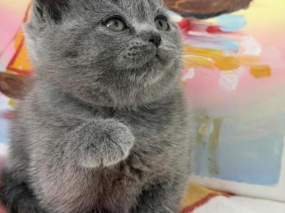 Zara - British Shorthair - Gallery Photo #1