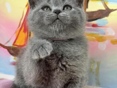 Zara - British Shorthair - Gallery Photo #1