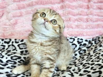 Honey - Scottish Fold - Gallery Photo #1