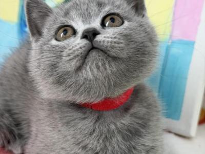 Olivia - British Shorthair - Gallery Photo #1