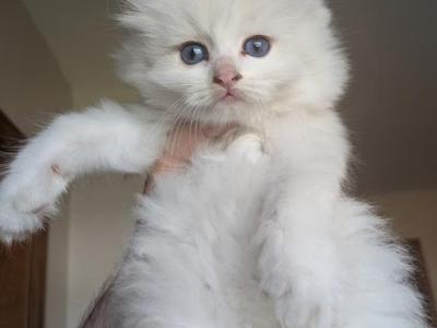 Bella - Ragdoll - Gallery Photo #1