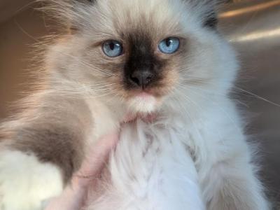 Vinny - Ragdoll - Gallery Photo #1