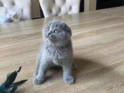 Scottish Fold Blue Girl - Scottish Fold - Gallery Photo #1