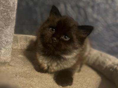 Mark Mix British Shorthair - Domestic - Gallery Photo #1