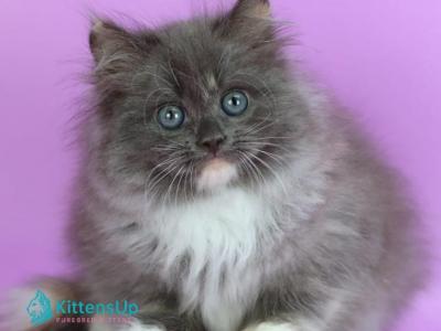 Dolores - Siberian - Gallery Photo #1