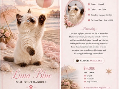 Luna - Ragdoll - Gallery Photo #1