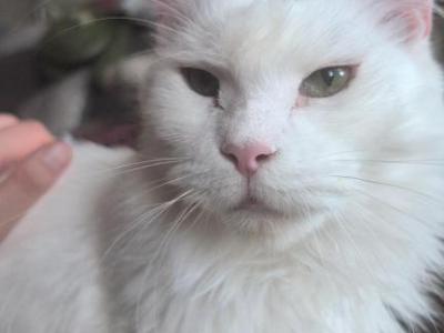 Darinka - Maine Coon - Gallery Photo #1