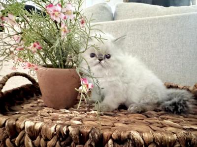 Lyra - Himalayan - Gallery Photo #1