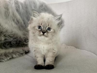 Toffee - Himalayan - Gallery Photo #1