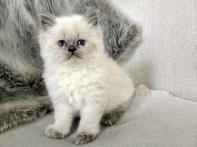 Echo - Himalayan - Gallery Photo #1