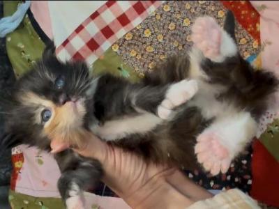 Tortie - Maine Coon - Gallery Photo #1