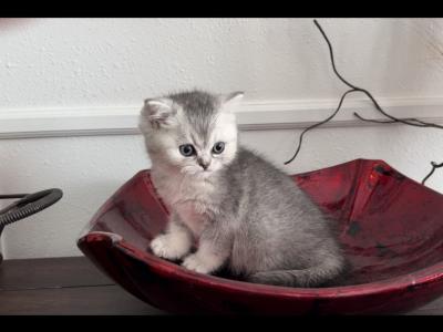 Yogi - British Shorthair - Gallery Photo #1