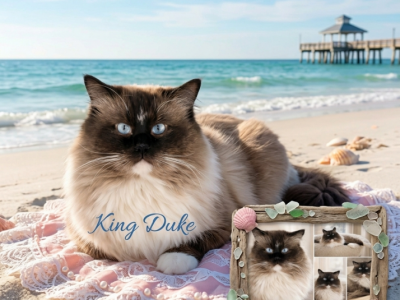 NOT FOR SALE STUD SERVICE ONLY - Ragdoll - Gallery Photo #1