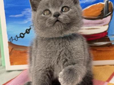 Oscar - British Shorthair - Gallery Photo #1