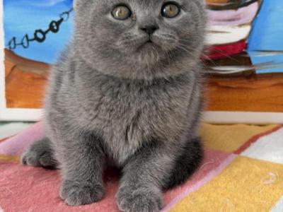 Oscar - British Shorthair - Gallery Photo #1
