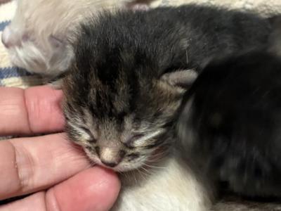 Poly Molasses Of Dasha - Polydactyl - Gallery Photo #1