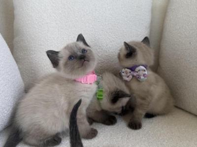 Lily - Siamese - Gallery Photo #1