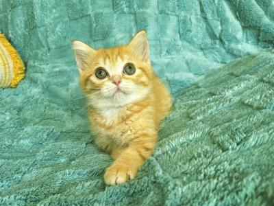 Nacho - British Shorthair - Gallery Photo #1
