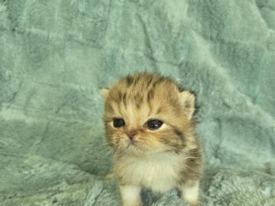Binky - British Shorthair - Gallery Photo #1