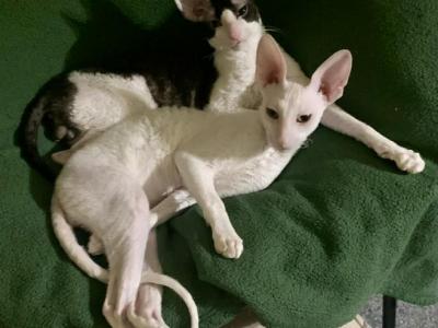 BooBoo - Cornish Rex - Gallery Photo #1