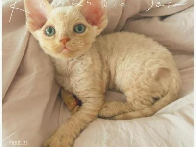 Koro - Devon Rex - Gallery Photo #1
