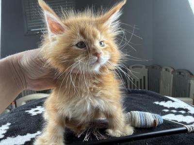 Dori - Maine Coon - Gallery Photo #1