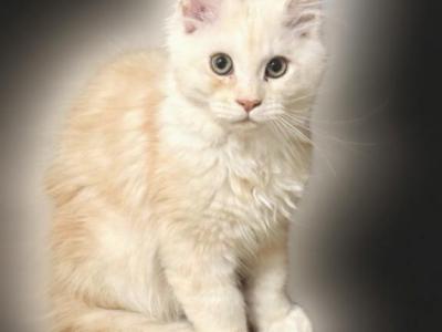 Fillidelphia & Festival - Maine Coon - Gallery Photo #1