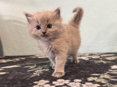 Faye - Ragdoll - Gallery Photo #1