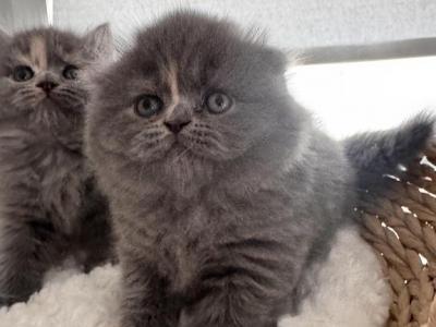 Comet - Scottish Fold - Gallery Photo #1