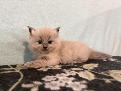 Nova - Ragdoll - Gallery Photo #1