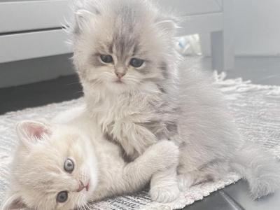 Luxury Kitty Love - British Shorthair - Gallery Photo #1